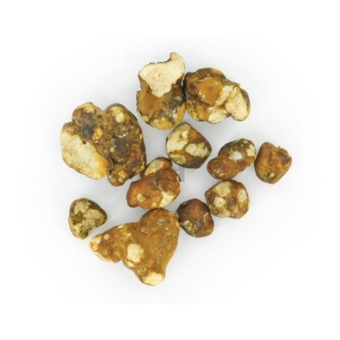 Trufas Tampanensis Pollock