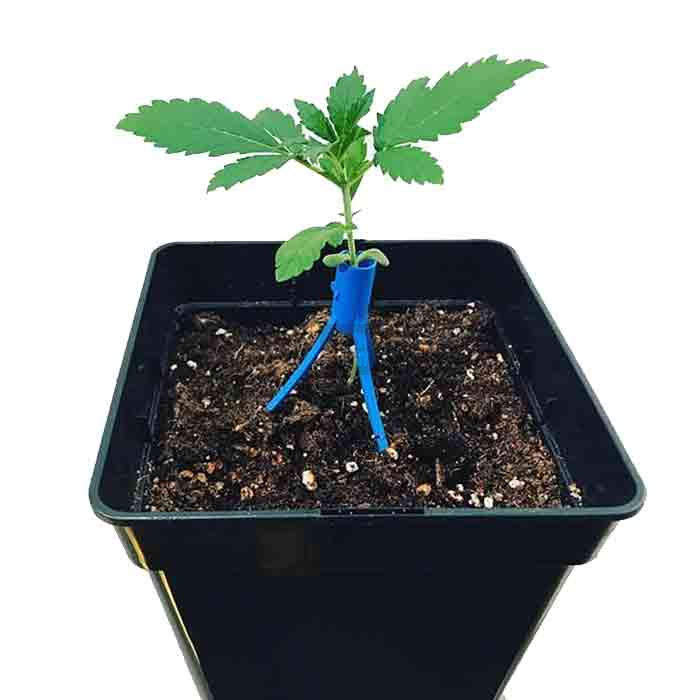 Tutor Medussa Protect (1ud.)