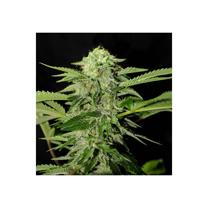 Txees Bilbo Txees Bilbo