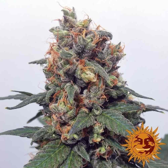 Vanilla Kush