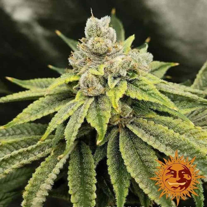 Vanilla Kush