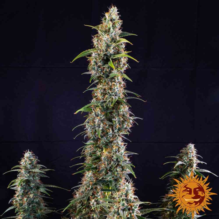 Watermelon Zkittlez Auto