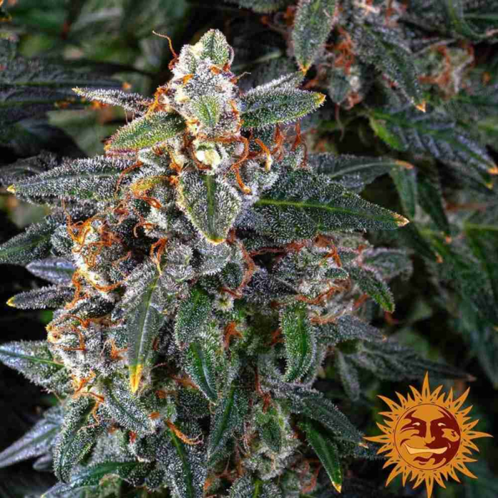 Watermelon Zkittlez Auto