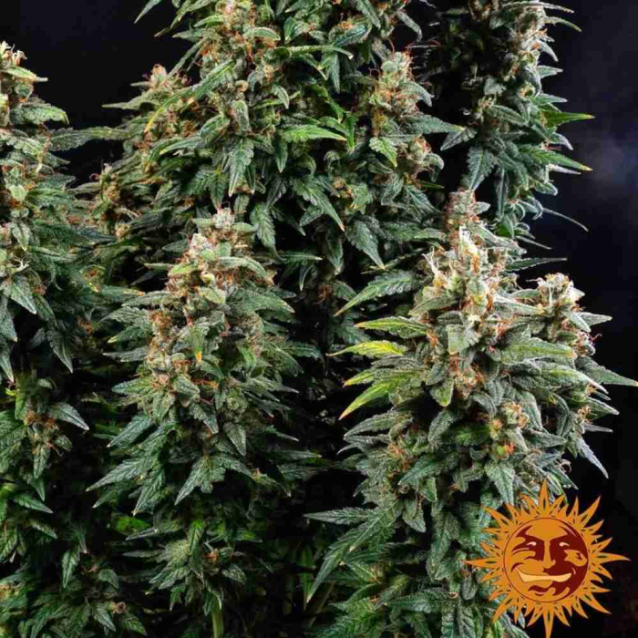 Watermelon Zkittlez Auto