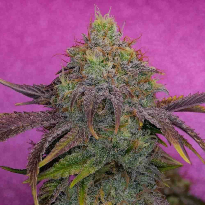 Watermelon Zkittlez