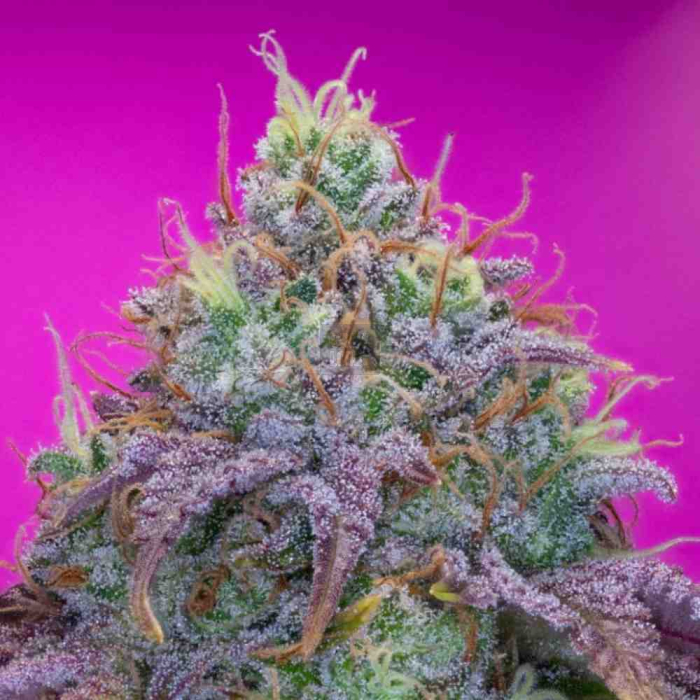 Watermelon Zkittlez