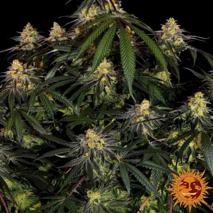 Watermelon Zkittlez