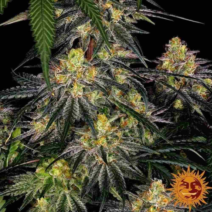 Watermelon Zkittlez