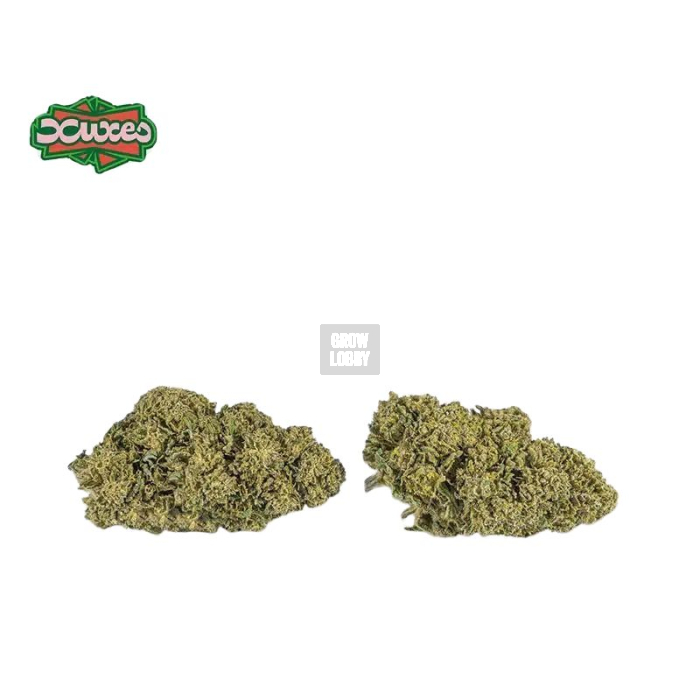 Watermelon CBD XUXES