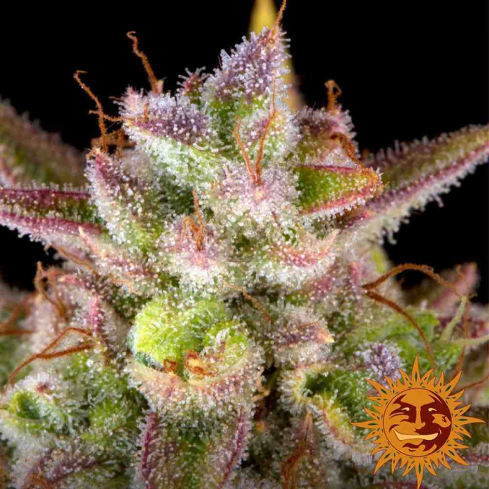 Wedding Cake Auto