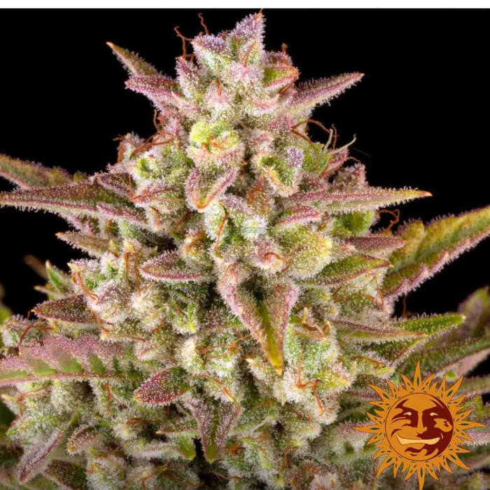 Wedding Cake Auto