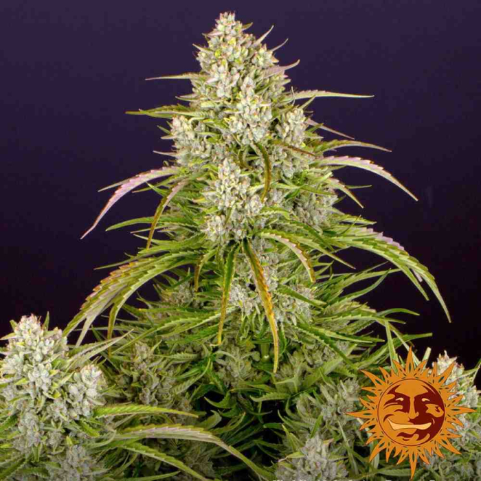 Wedding Cake Auto