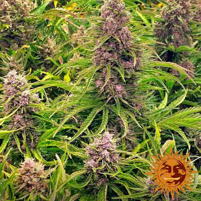 Wedding Cake Auto