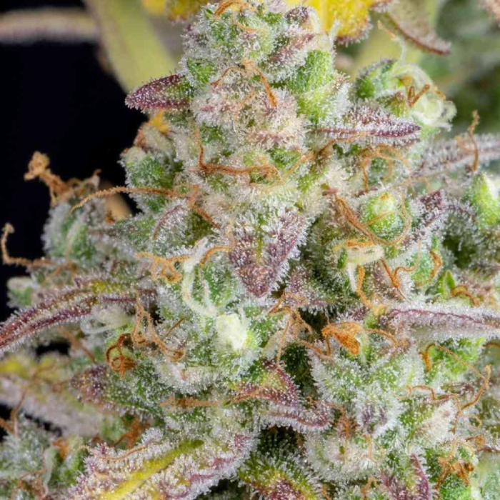 Wedding Cheesecake Auto