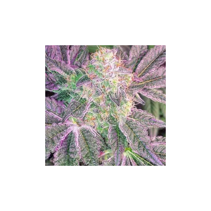Wedding Cake X Watermelon Zkittlez