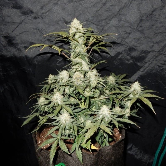West Coast OG Auto