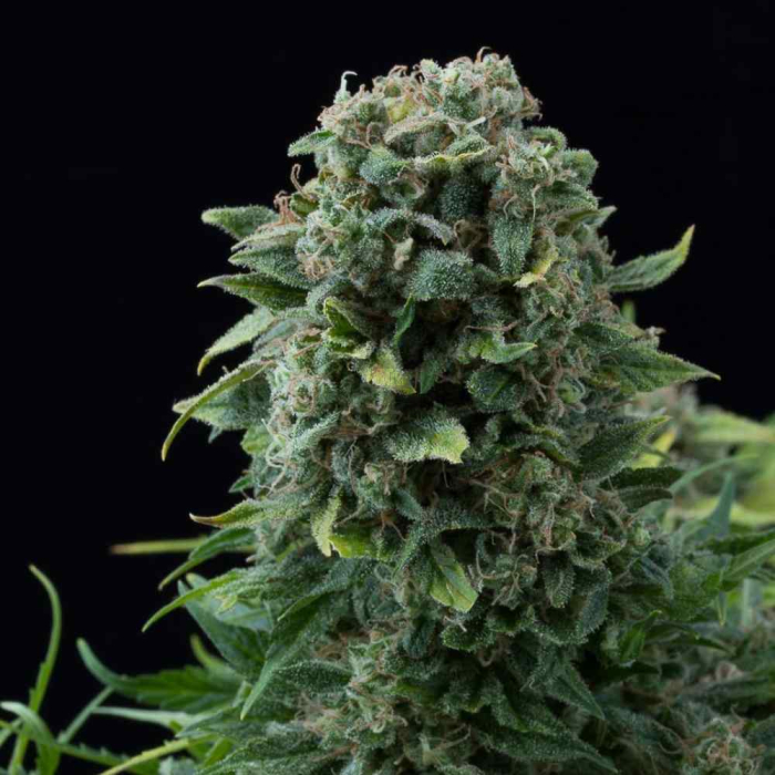 White Cheese Auto White Cheese Auto