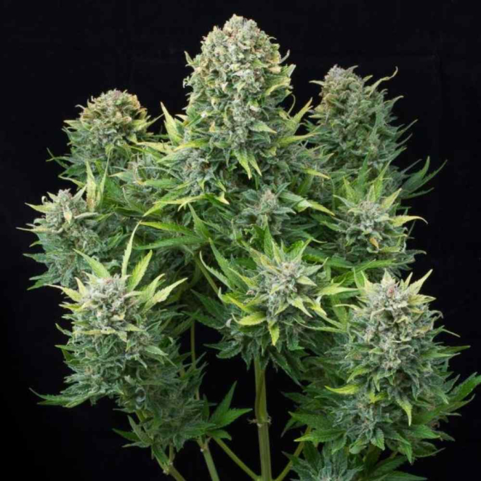 White Cheese Auto White Cheese Auto