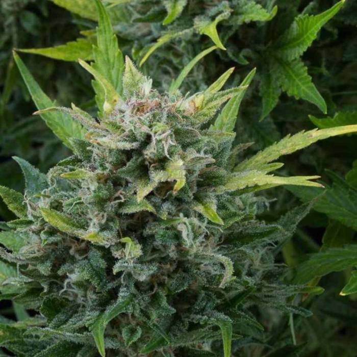 White Cheese Auto White Cheese Auto