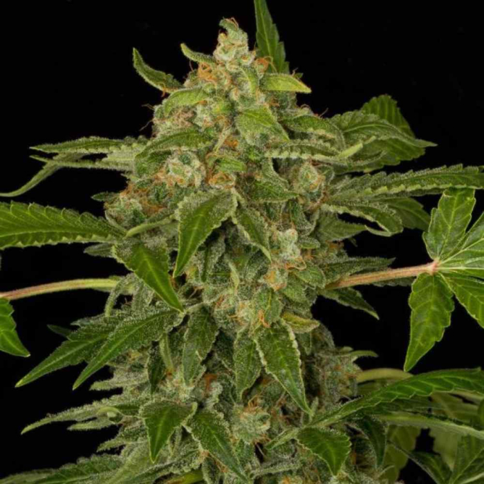 White Cheese Auto White Cheese Auto