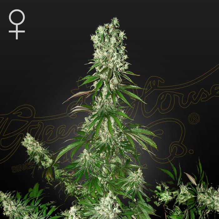 White Strawberry Skunk