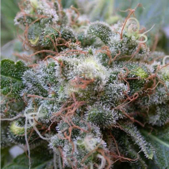 White Widow Dutch Passion