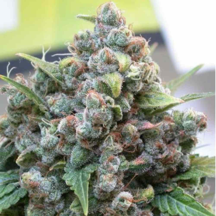 White Widow Dutch Passion