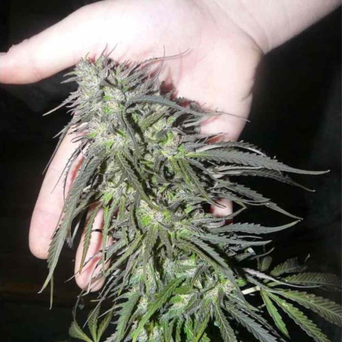 White Widow Dutch Passion
