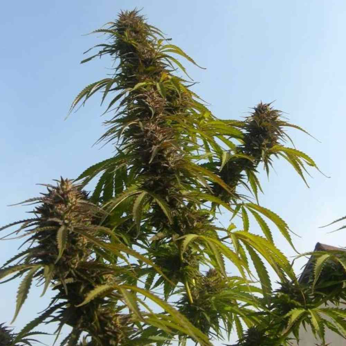 White Widow Dutch Passion