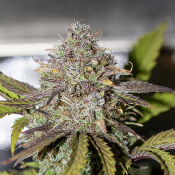 White Widow