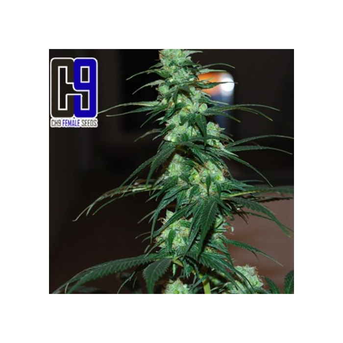 NL5 Haze Jack 33