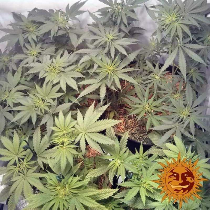 Widow Remedy
