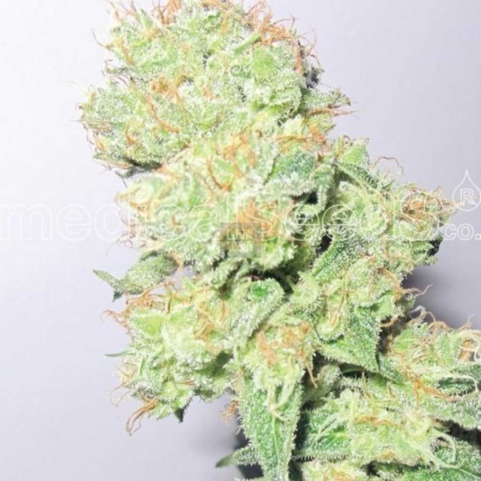 Y Griega CBD