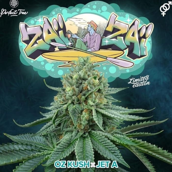 Zaizai (Oz Kush x Jet A)