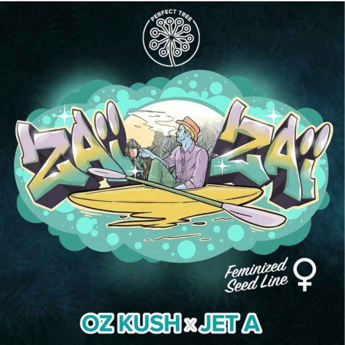 Zaizai (Oz Kush x Jet A)