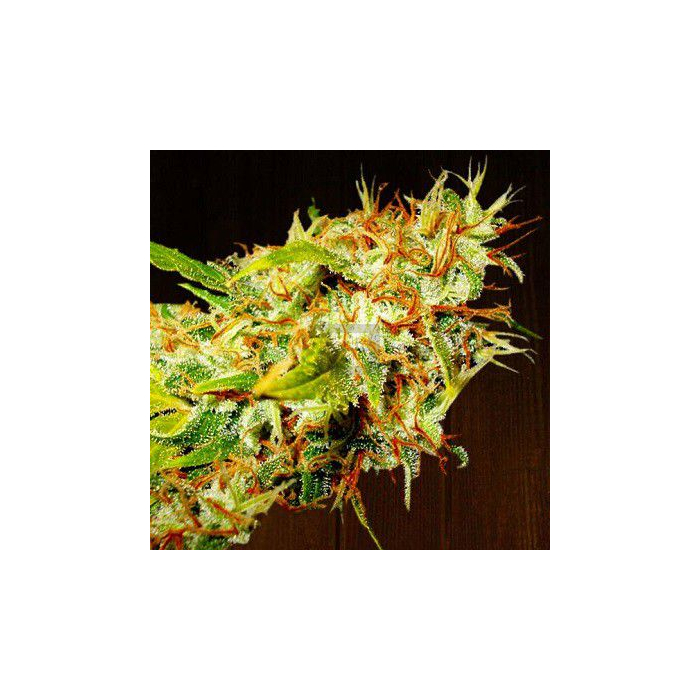 Zamaldelica | Feminizada