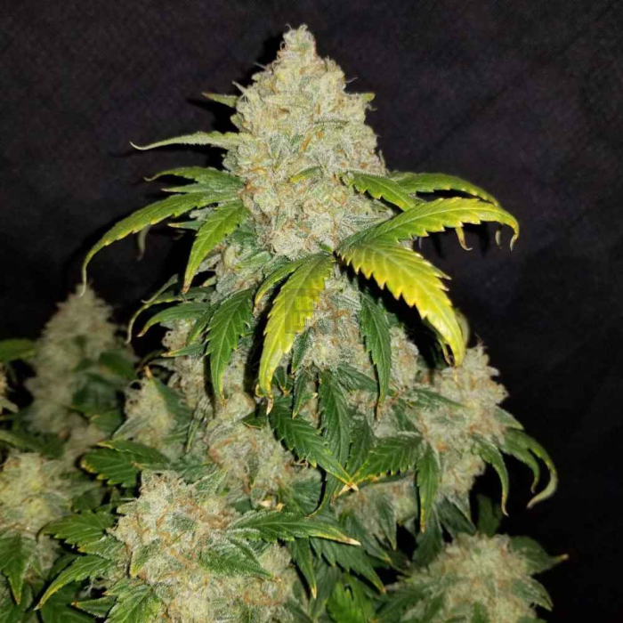 Zkittlez Auto