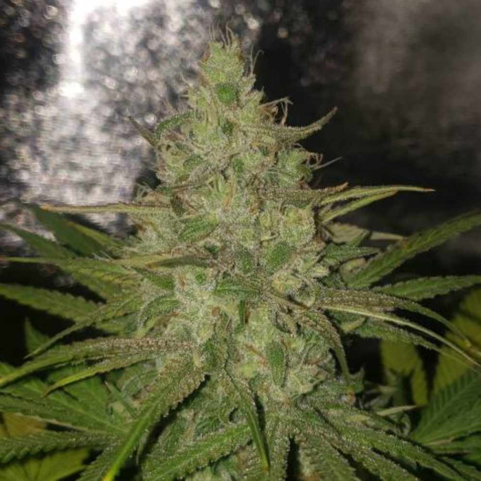 Zkittlez