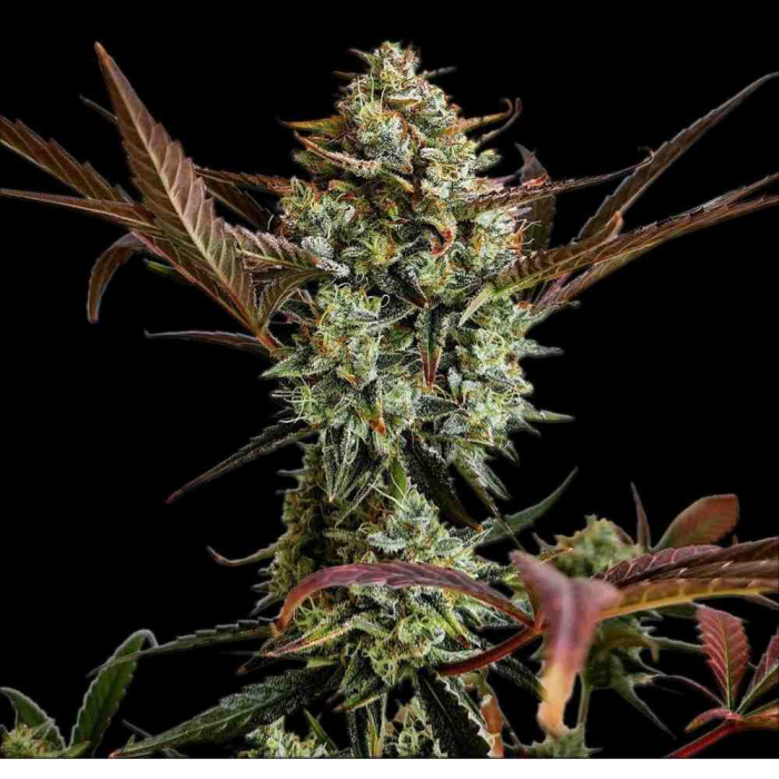 Ztrawberriez Auto