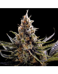24k-gold-feminizada-dna-genetics_2.jpg