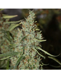 Amnesia Haze Hy-Pro Semillas a Granel