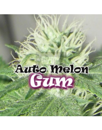 Auto Melon Gum Dr. Underground