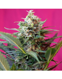 big-devil-xl-auto_2_.jpg