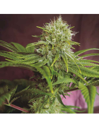 Elixir Vitae CBD Feminizada Medical Seeds