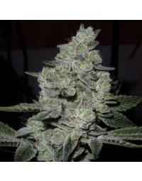 Gorilla Glue 4 - Semillas de marihuana a granel