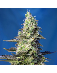 Green Poison XL Auto de Sweet Seeds