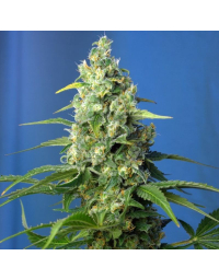 Honey Peach Auto CBD Semillas de Sweet Seeds