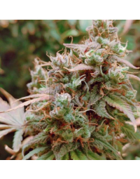 Kali Mist a Granel - Growlobby
