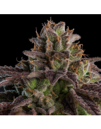 K Mintz Feminizada Ripper Seeds