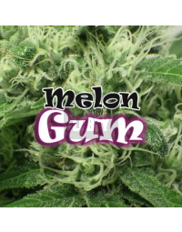 Melon Gum Feminizada Dr. Underground